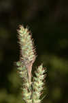 Buxbaum's sedge